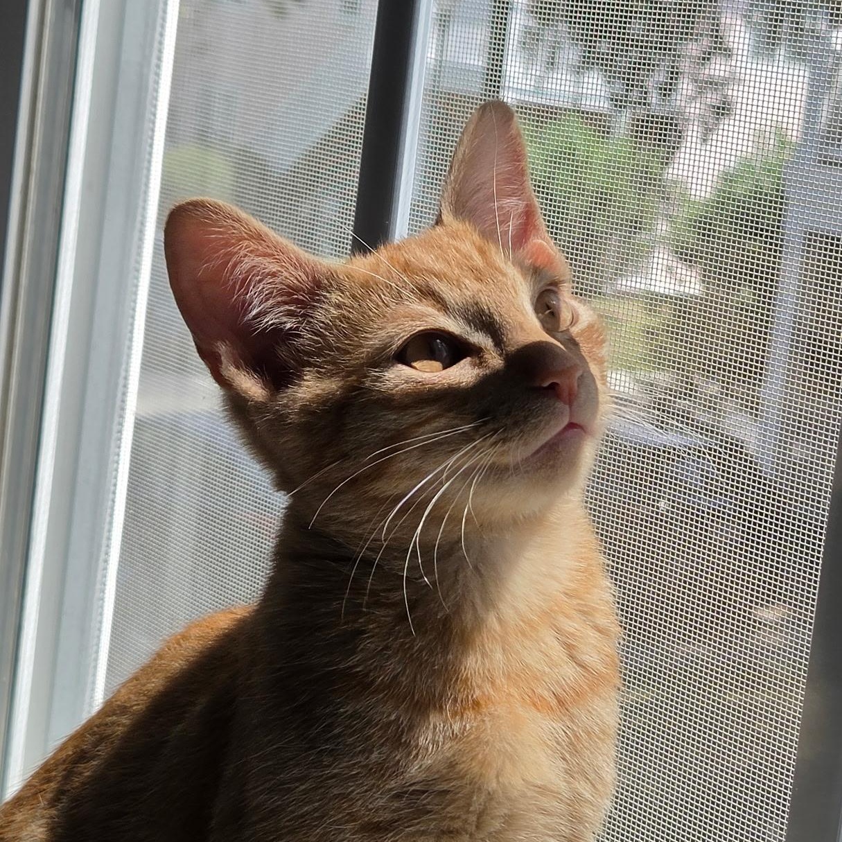 Howl, ADOPTABLE, Kitten Male Domestic Short Hair.