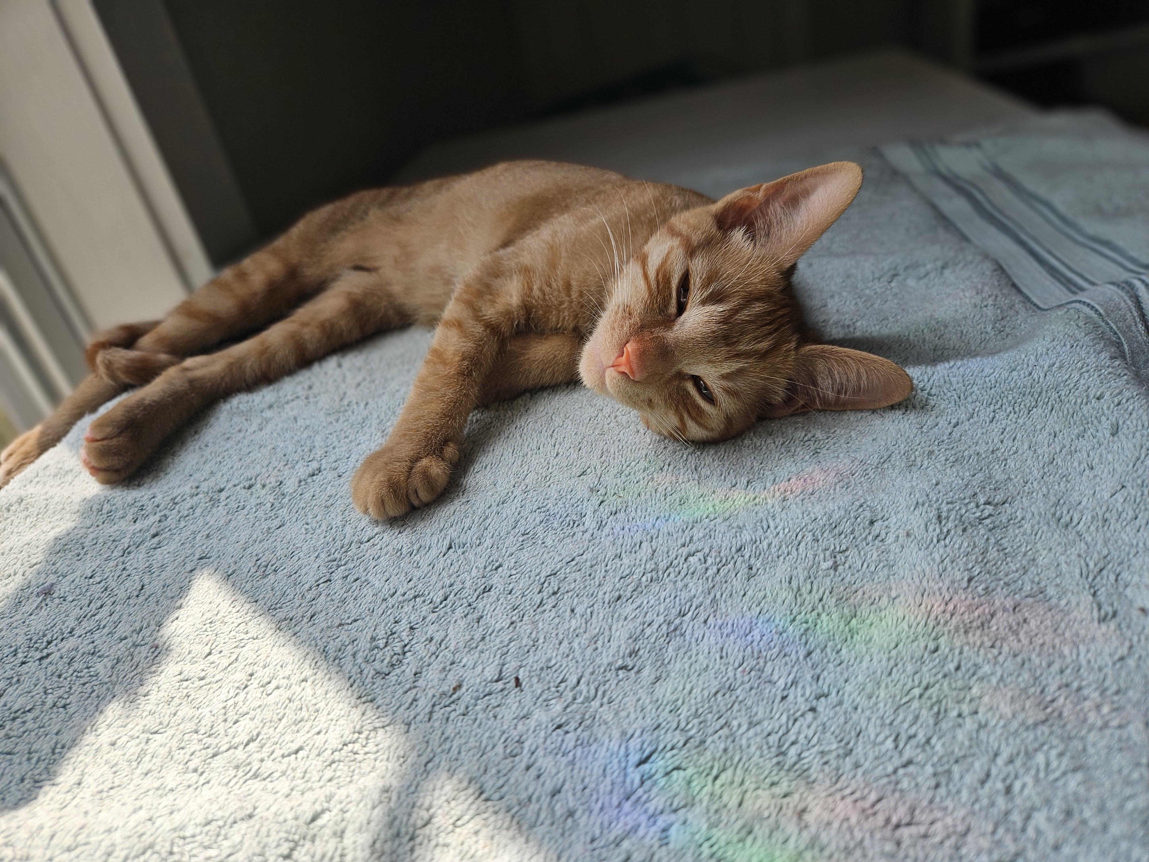 Enlarge Howl, a Adoptable Domestic Short Hair in Wilmington, NC image 6/6