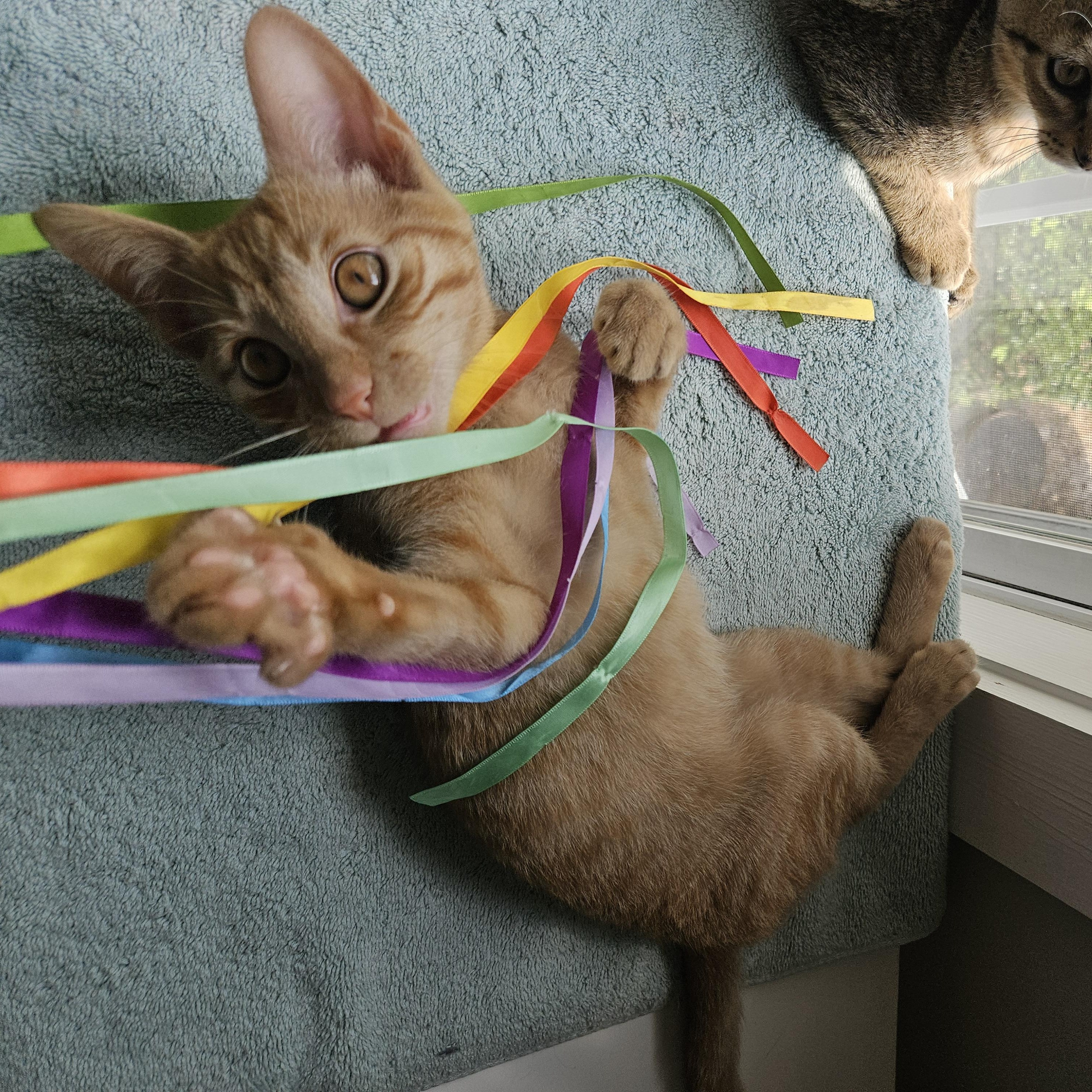 Enlarge Howl, a Adoptable Domestic Short Hair in Wilmington, NC image 2/6
