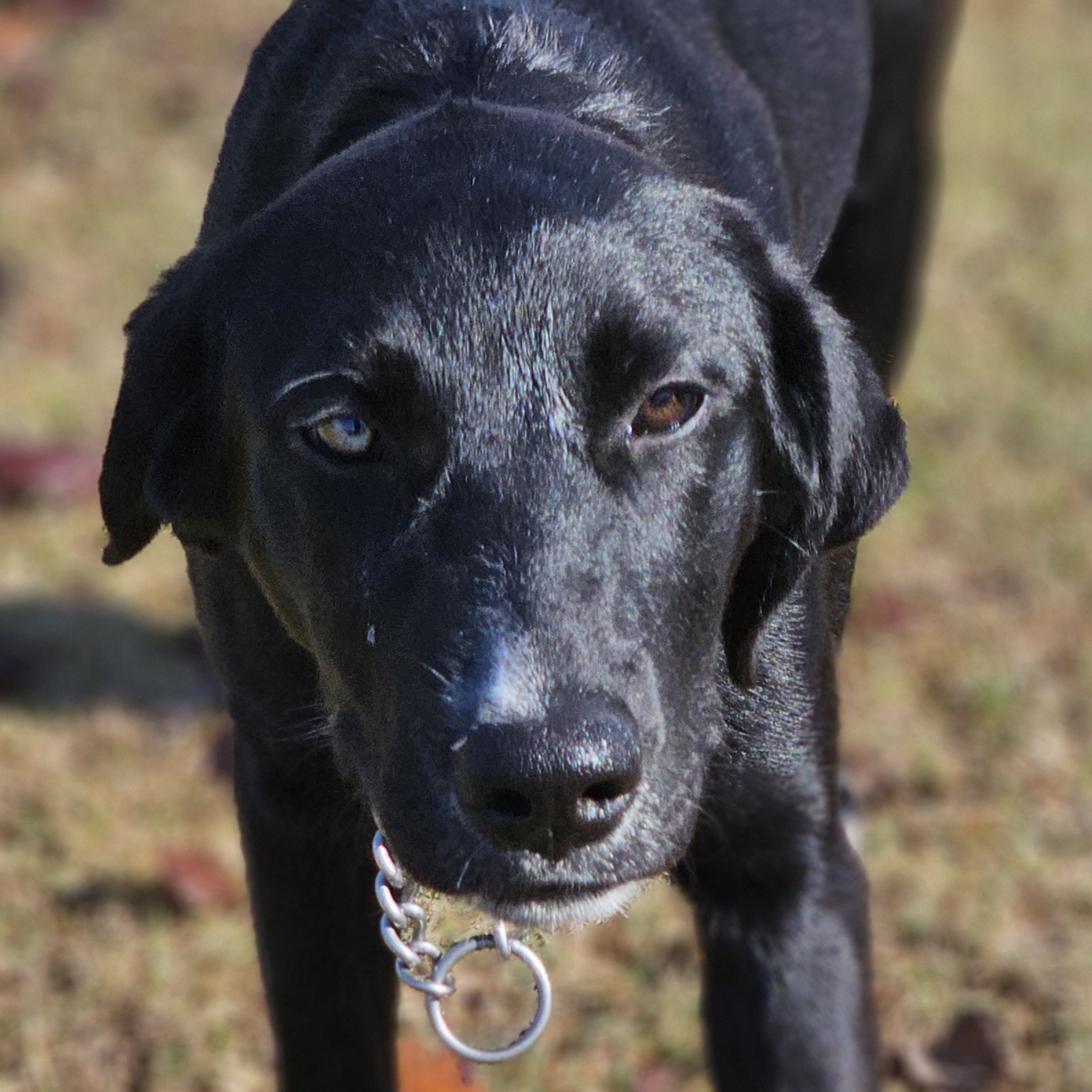 Bindi, a Adoptable mixed breed in Allentown, PA image 2/4