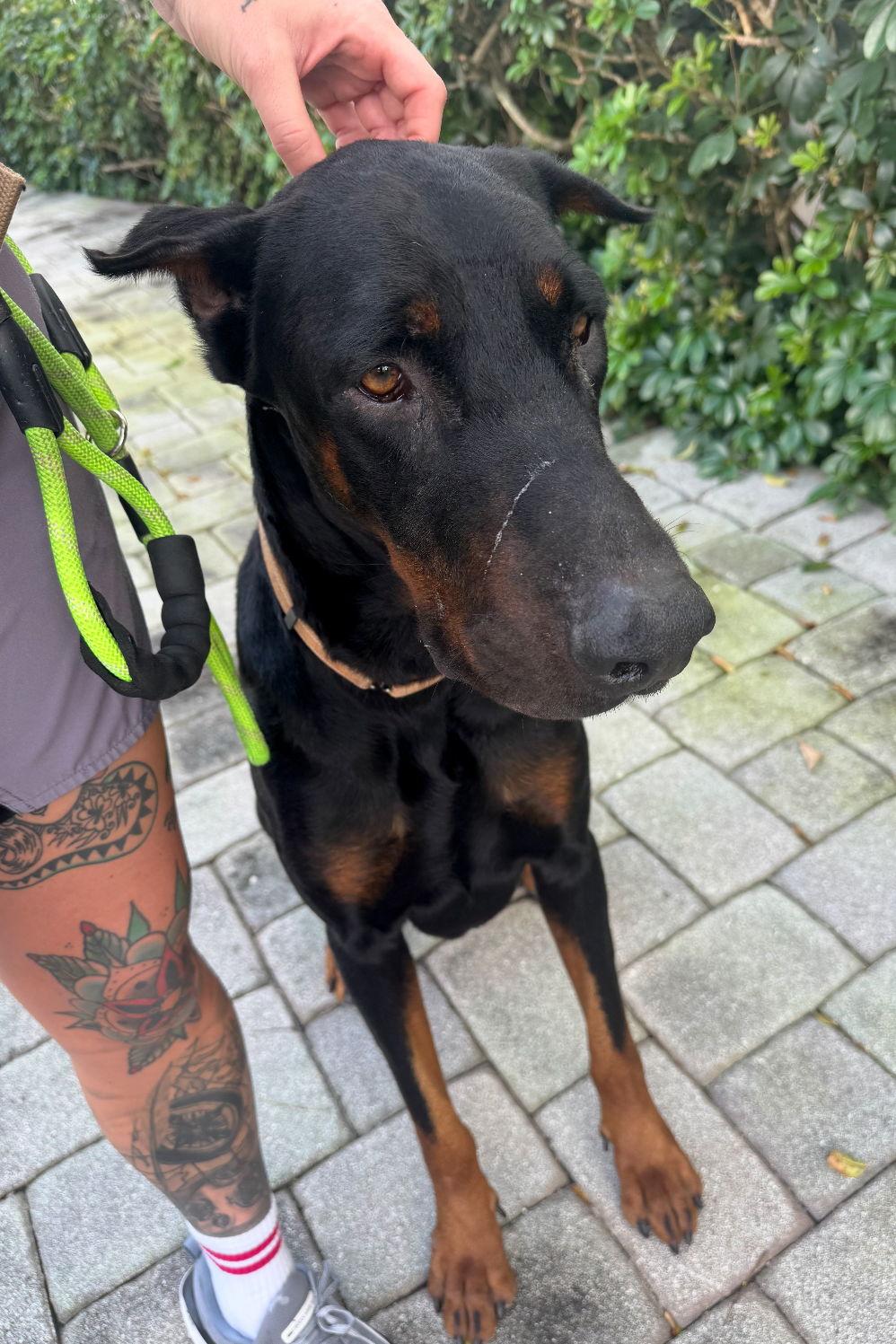 Dom 3501, a Adopted Doberman Pinscher in Oakland Park, FL image 1/3