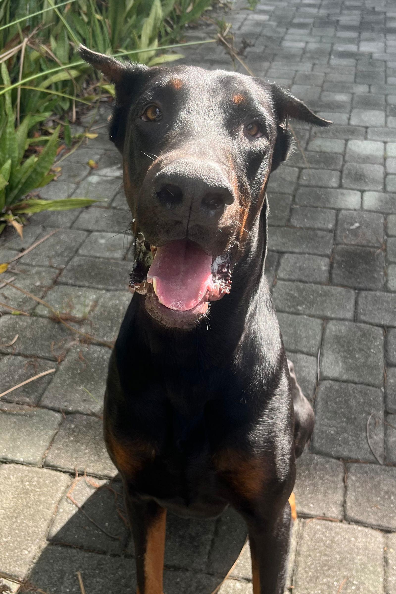 Dom 3501, a Adopted Doberman Pinscher in Oakland Park, FL image 2/3