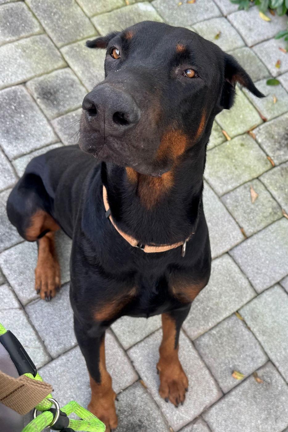 Dom 3501, a Adopted Doberman Pinscher in Oakland Park, FL image 3/3