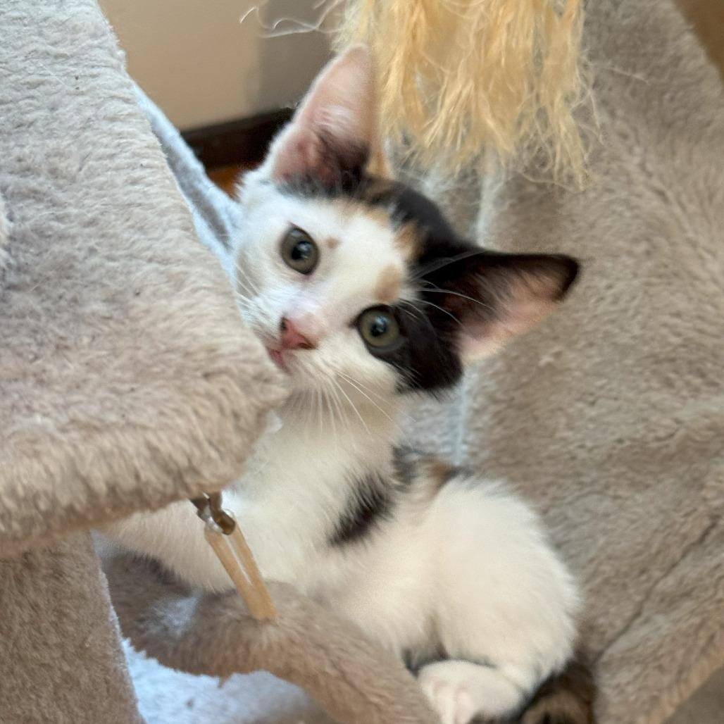 1217 Cookie Dough, Adoptable, Young Female Domestic Short Hair.