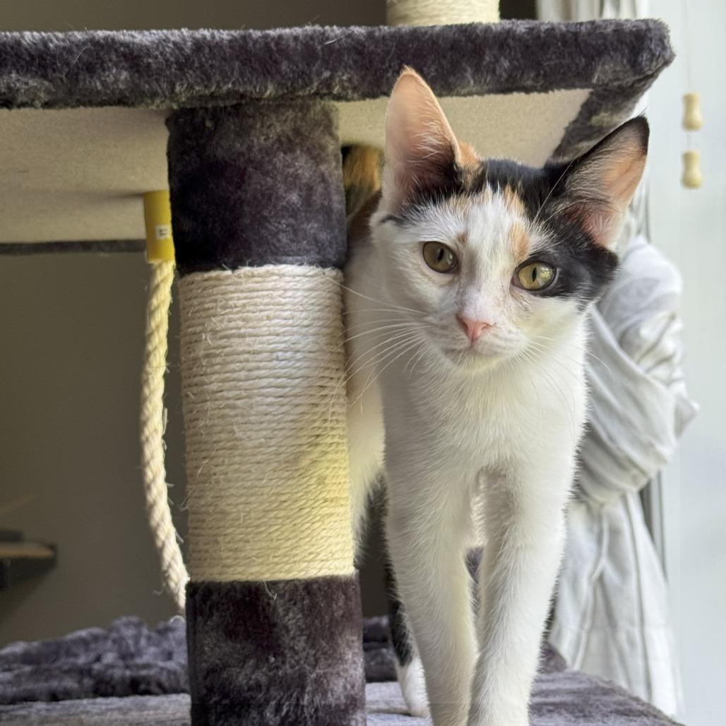 1217 Cookie Dough, Adoptable, Young Female Domestic Short Hair.