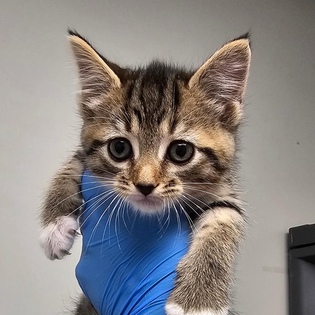 Cinna, Adoptable, Kitten Female Domestic Short Hair.