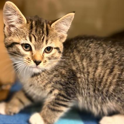 Cinna, a Adoptable Domestic Short Hair in Colorado Springs, CO image 2/2