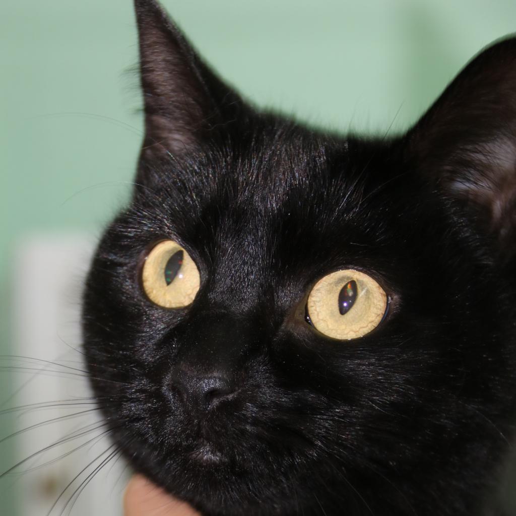 Cataleena, Adoptable, Adult Female Domestic Short Hair.
