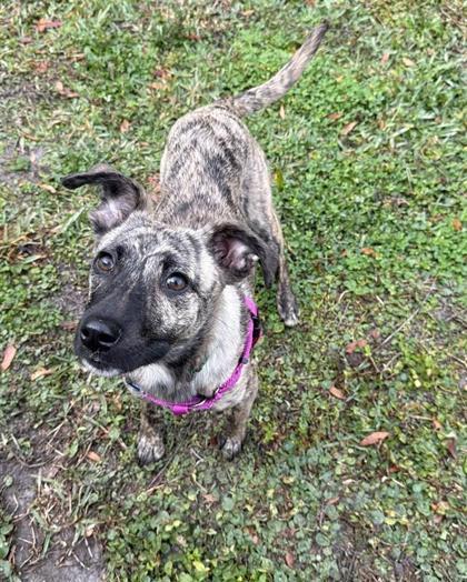 Sarah, Adoptable, Puppy Female Mixed Breed & Mixed Breed.