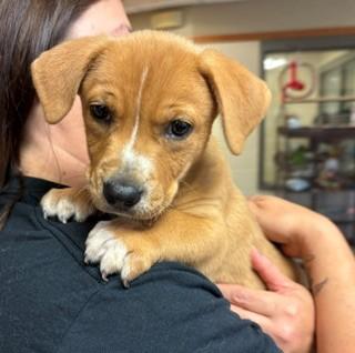 Enlarge Biscotti, a Adopted Mixed Breed in Mason City, IA image 1/1
