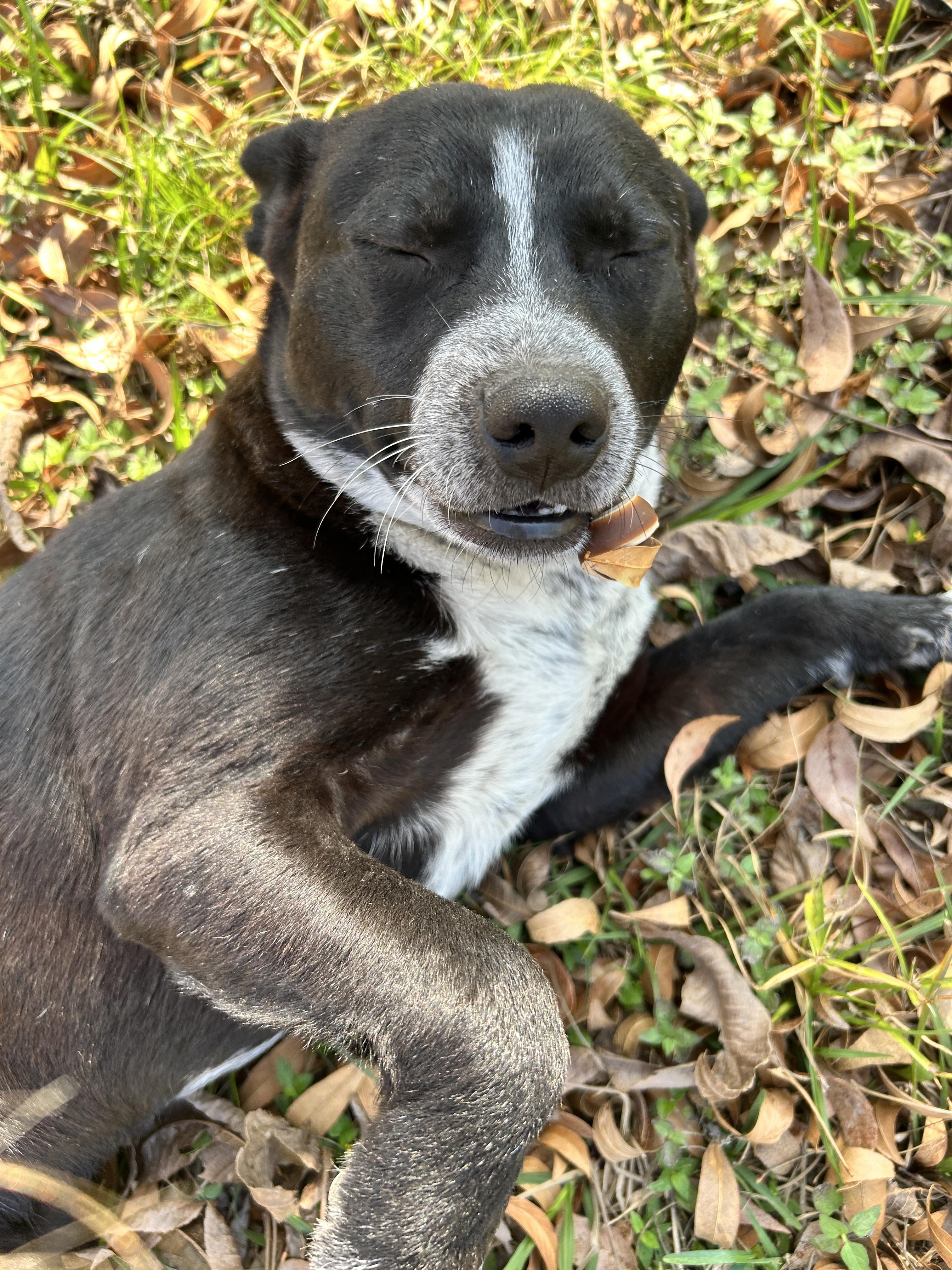 Enlarge Rocky, an adopted mixed breed in Wausau, WI image 5/5