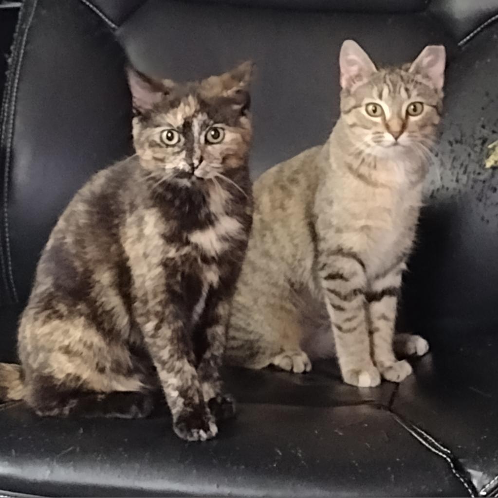 Pigeon, Adoptable, Adult Female Domestic Short Hair.
