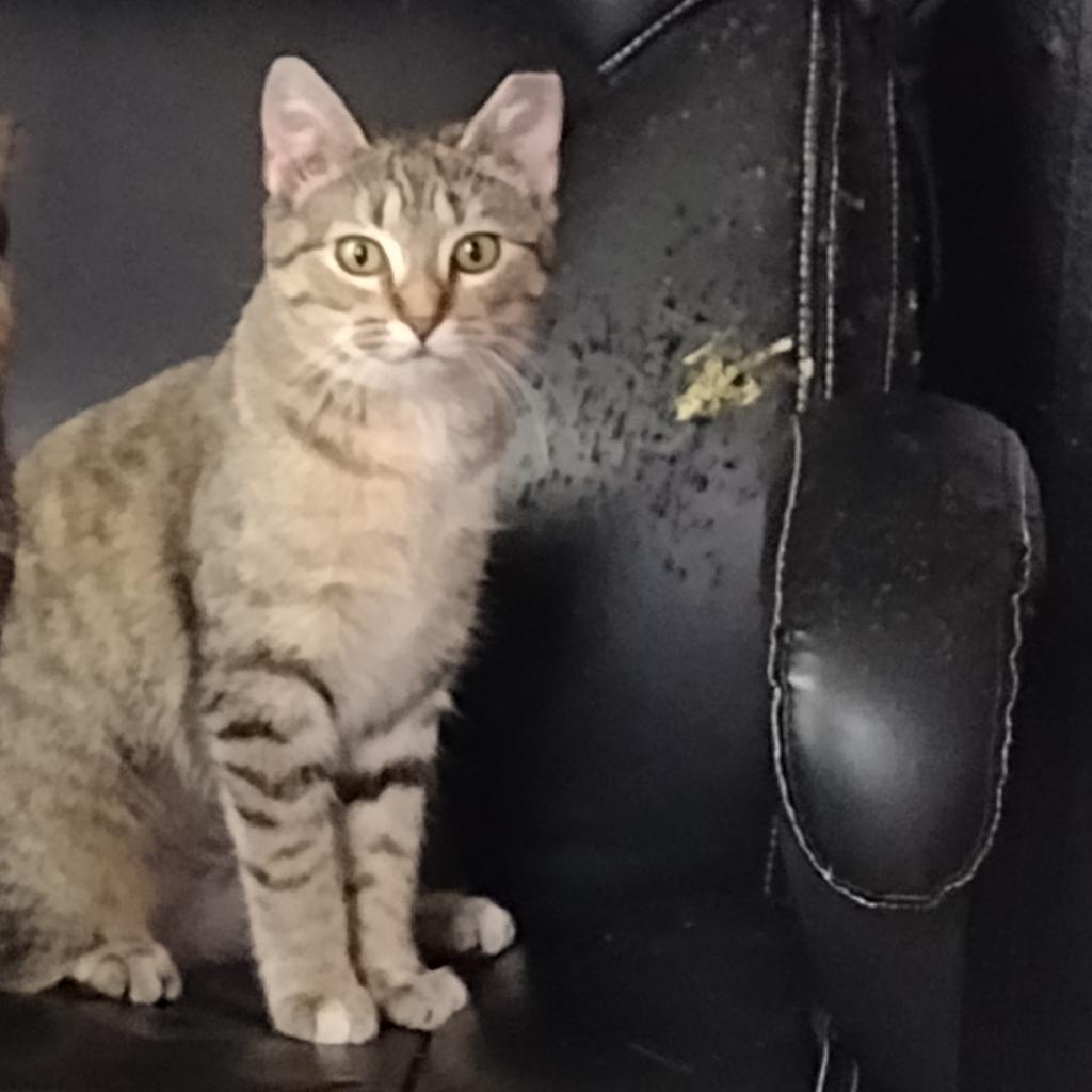 Enlarge Pigeon, a Adoptable Domestic Short Hair in Winchester, VA image 3/6