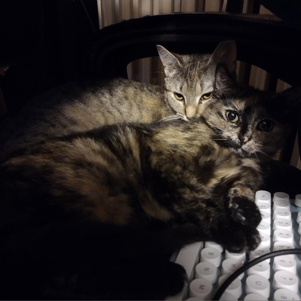 Enlarge Pigeon, a Adoptable Domestic Short Hair in Winchester, VA image 5/6