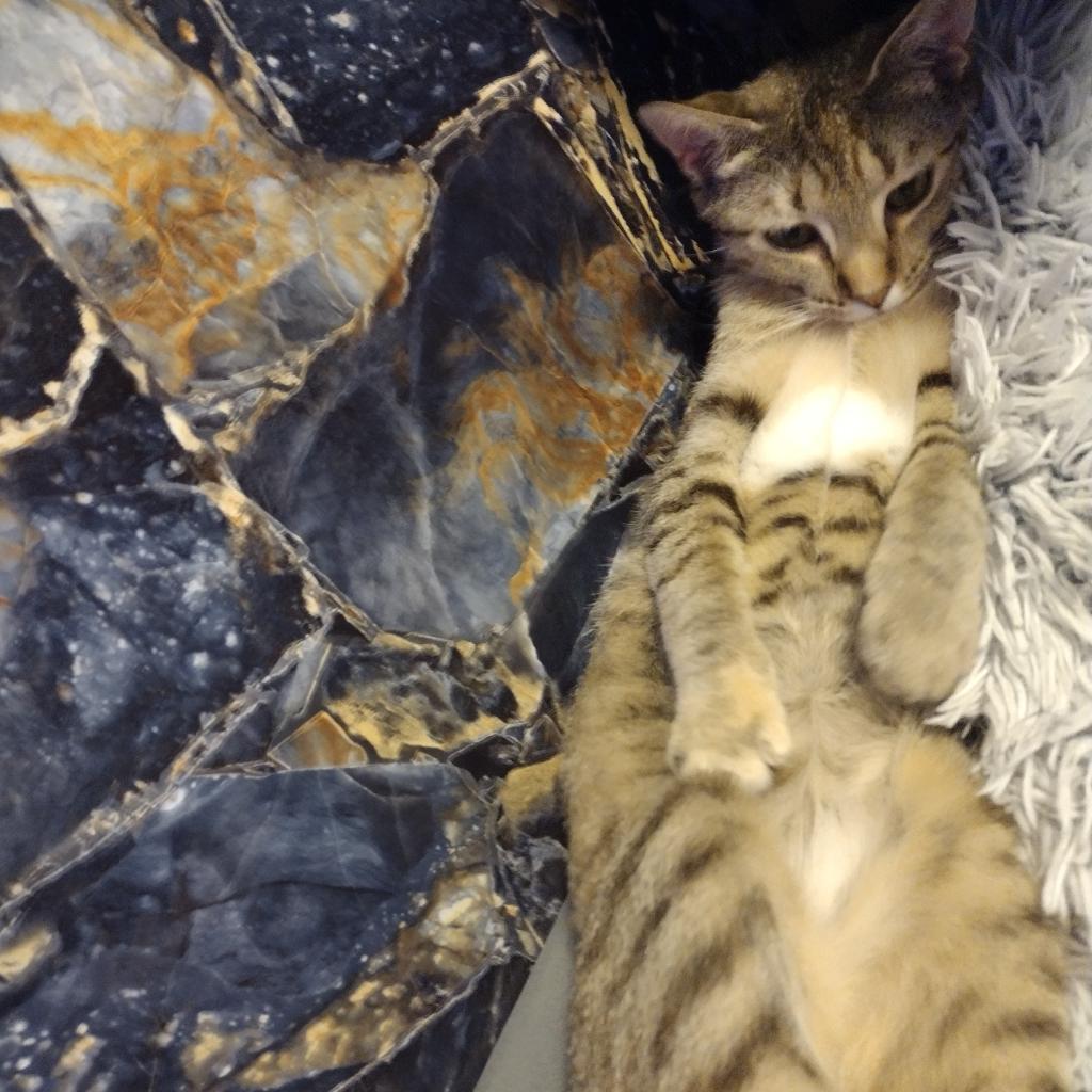Enlarge Pigeon, a Adoptable Domestic Short Hair in Winchester, VA image 6/6