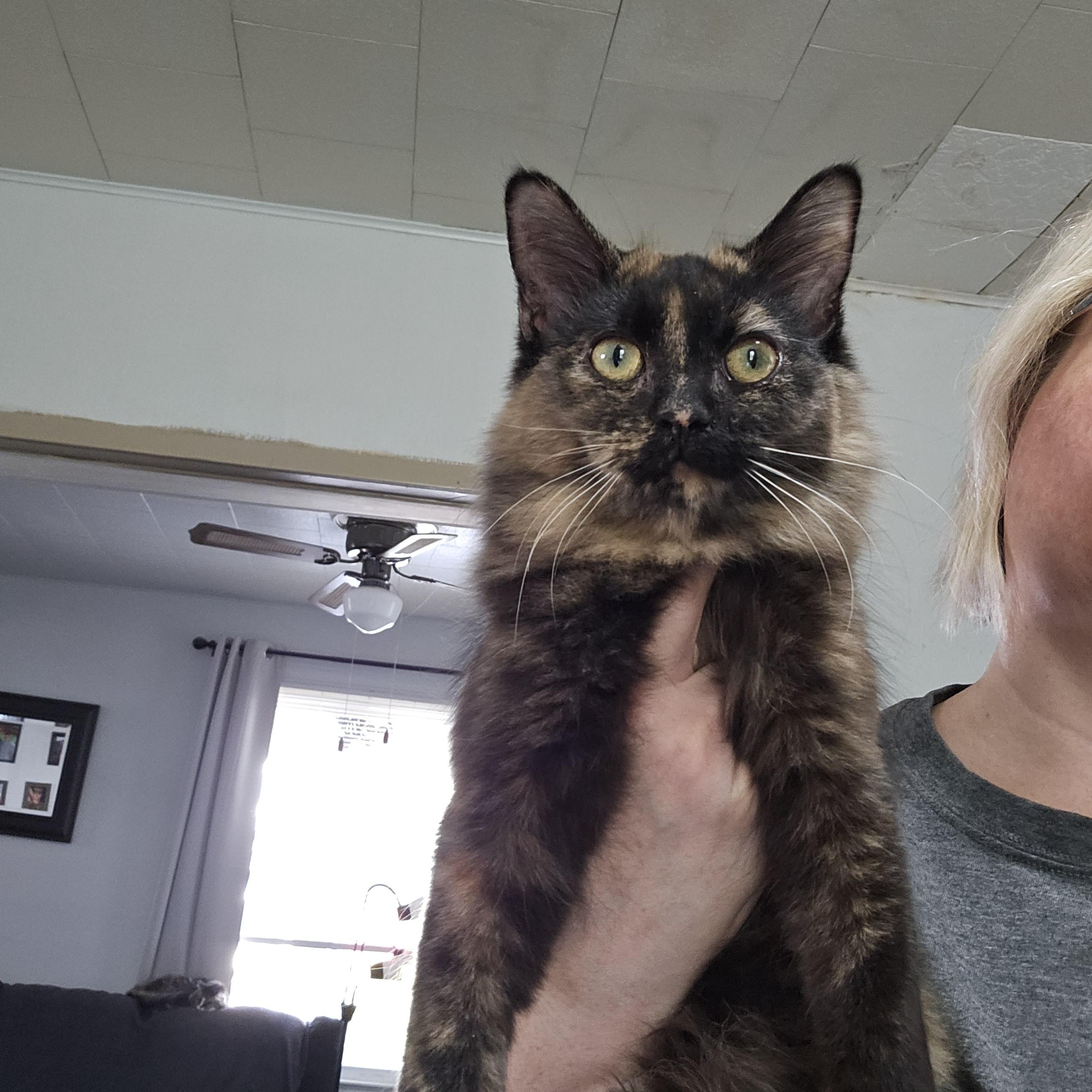 Enlarge Neko, a Adoptable Domestic Short Hair in Butler, PA image 1/3