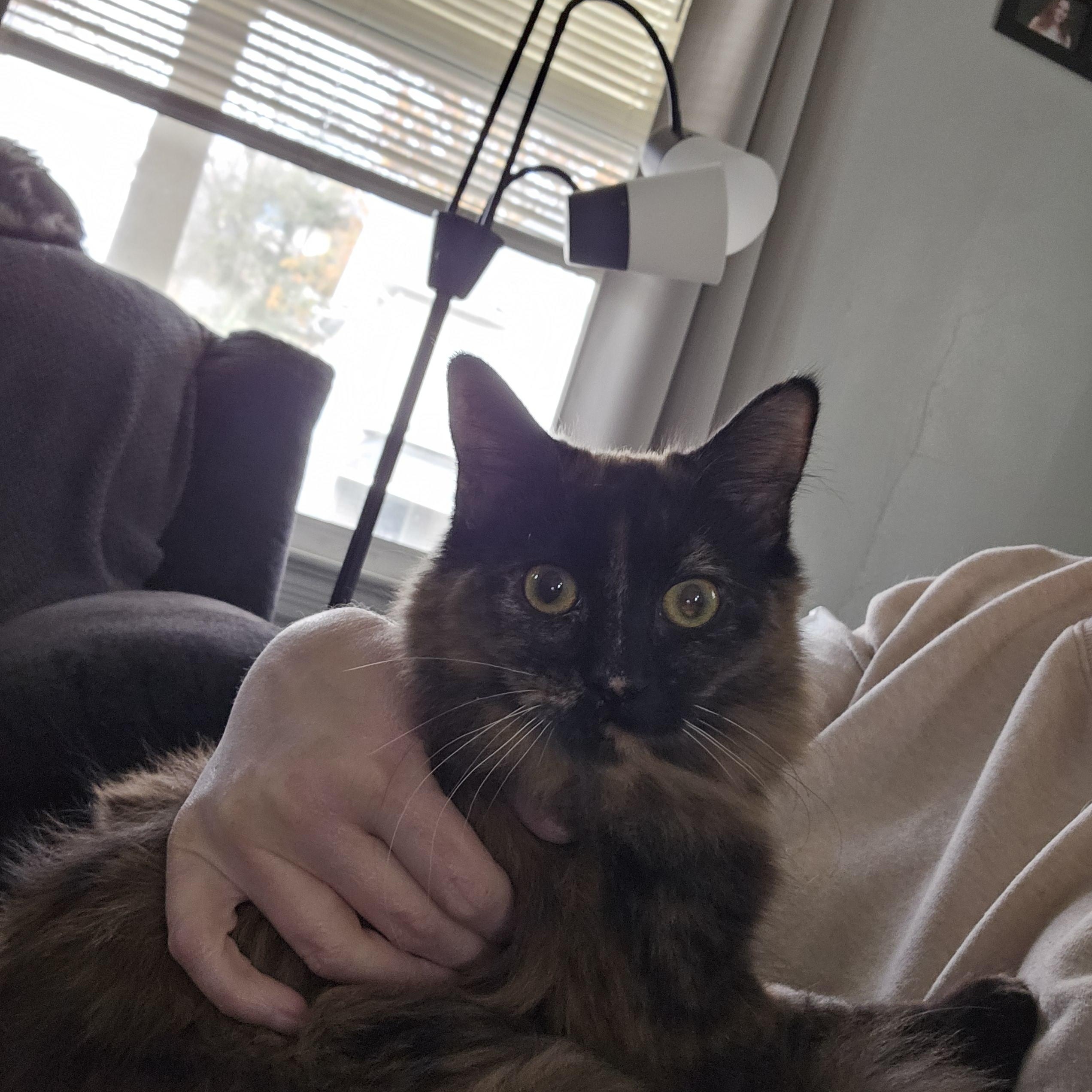 Enlarge Neko, a Adoptable Domestic Short Hair in Butler, PA image 2/3