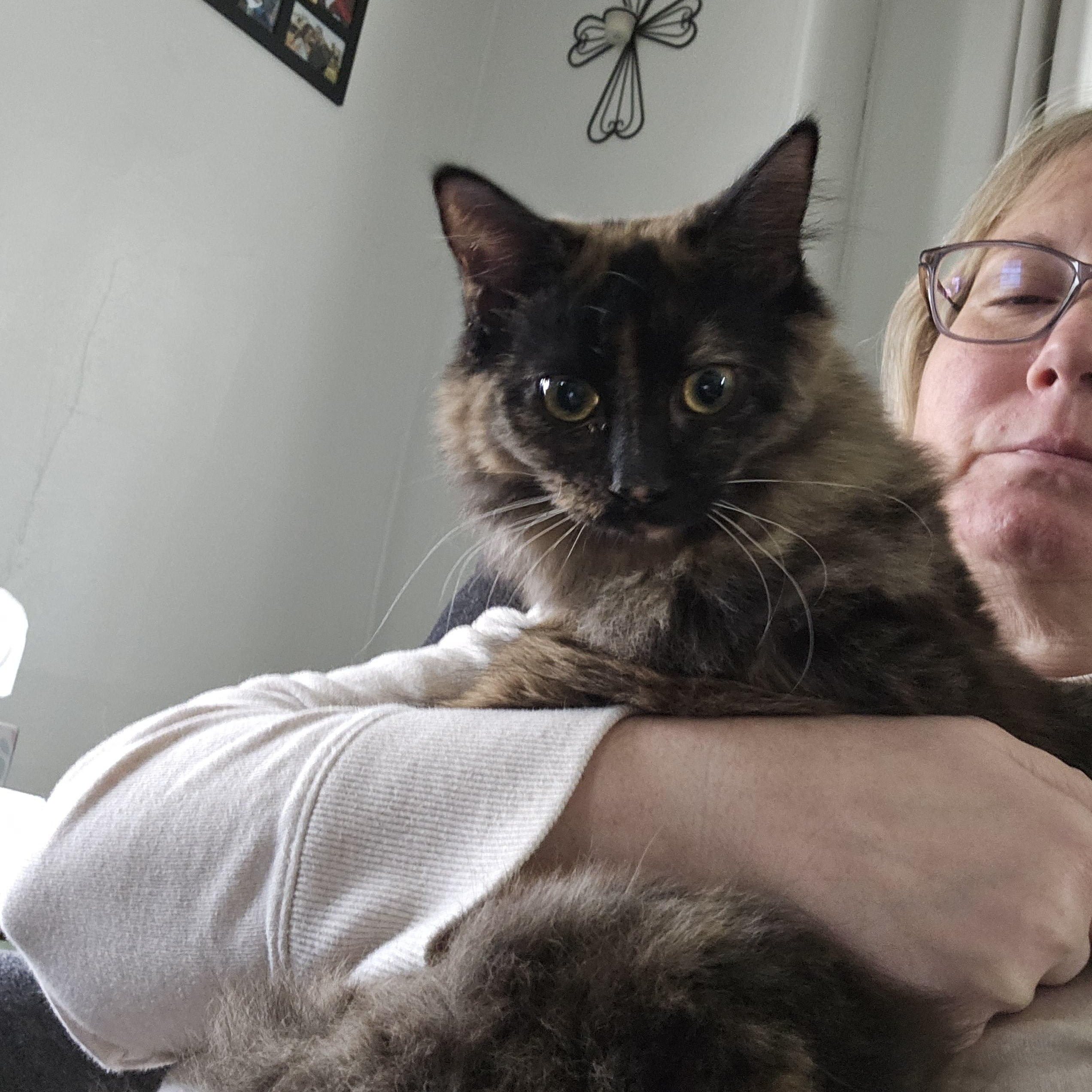 Enlarge Neko, a Adoptable Domestic Short Hair in Butler, PA image 3/3