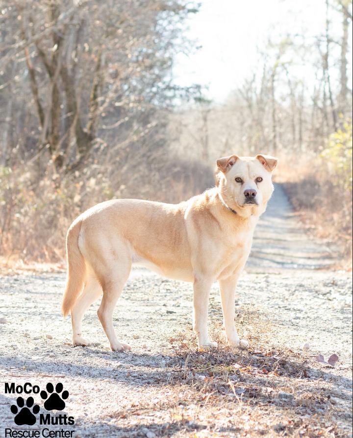 Enlarge Daisy, a ADOPTABLE mixed breed in Sunbright, TN image 2/2