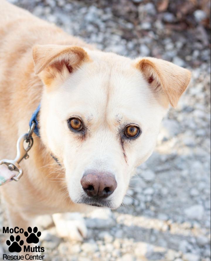 Enlarge Daisy, a ADOPTABLE mixed breed in Sunbright, TN image 1/2