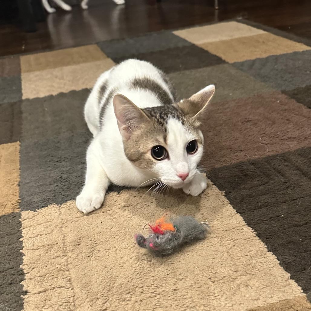 Enlarge Rose, a Adoptable Domestic Short Hair in Glenview, IL image 1/4