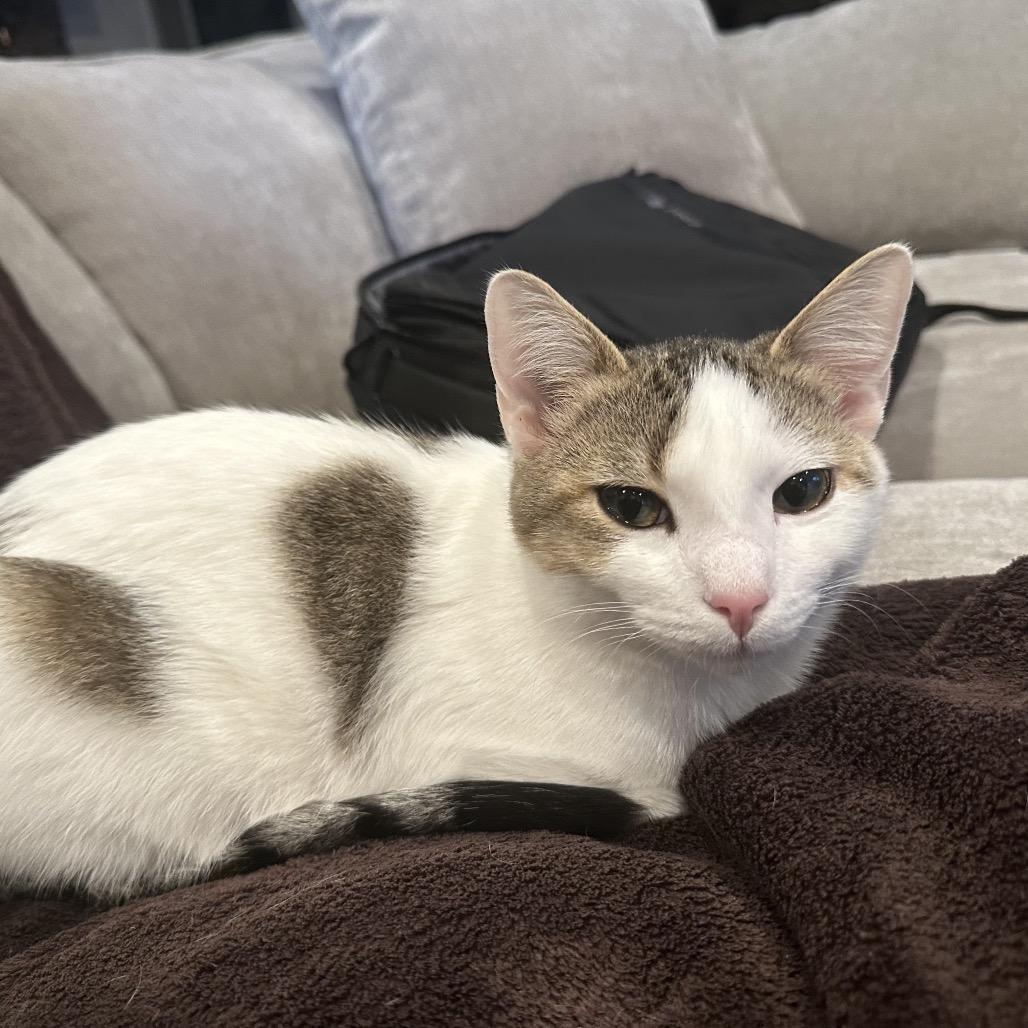 Enlarge Rose, a Adoptable Domestic Short Hair in Glenview, IL image 2/6