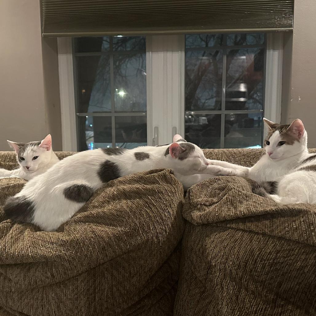 Enlarge Rose, a Adoptable Domestic Short Hair in Glenview, IL image 3/6