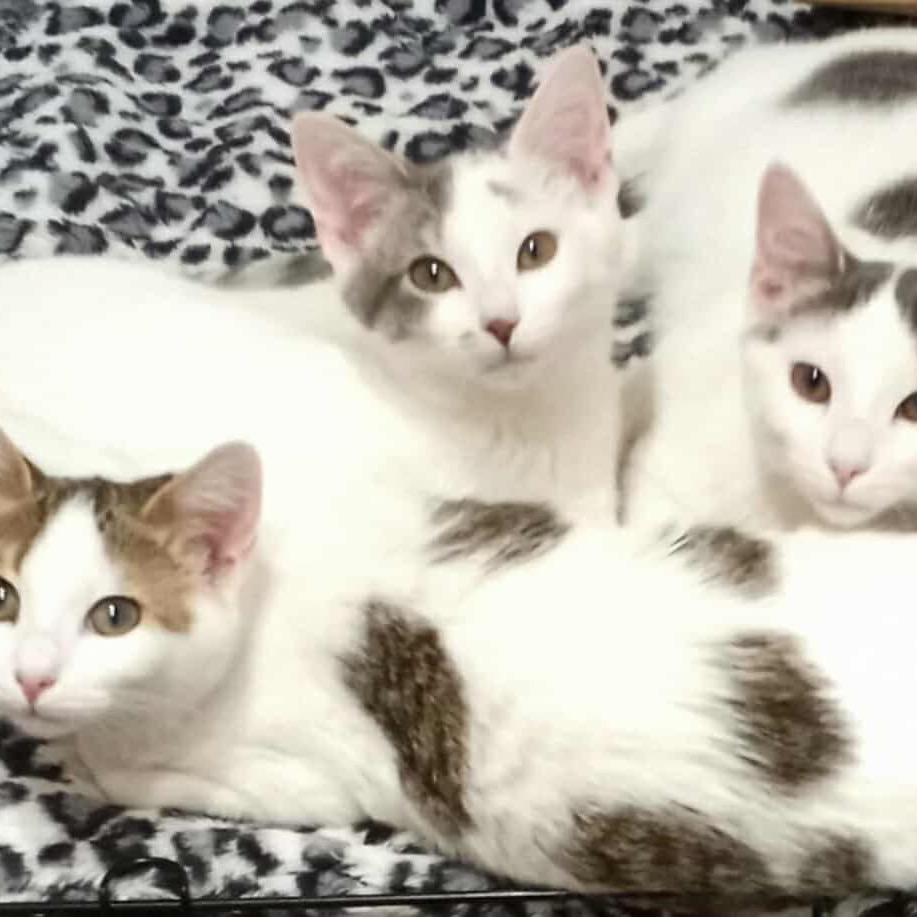 Enlarge Rose, a Adoptable Domestic Short Hair in Glenview, IL image 2/4