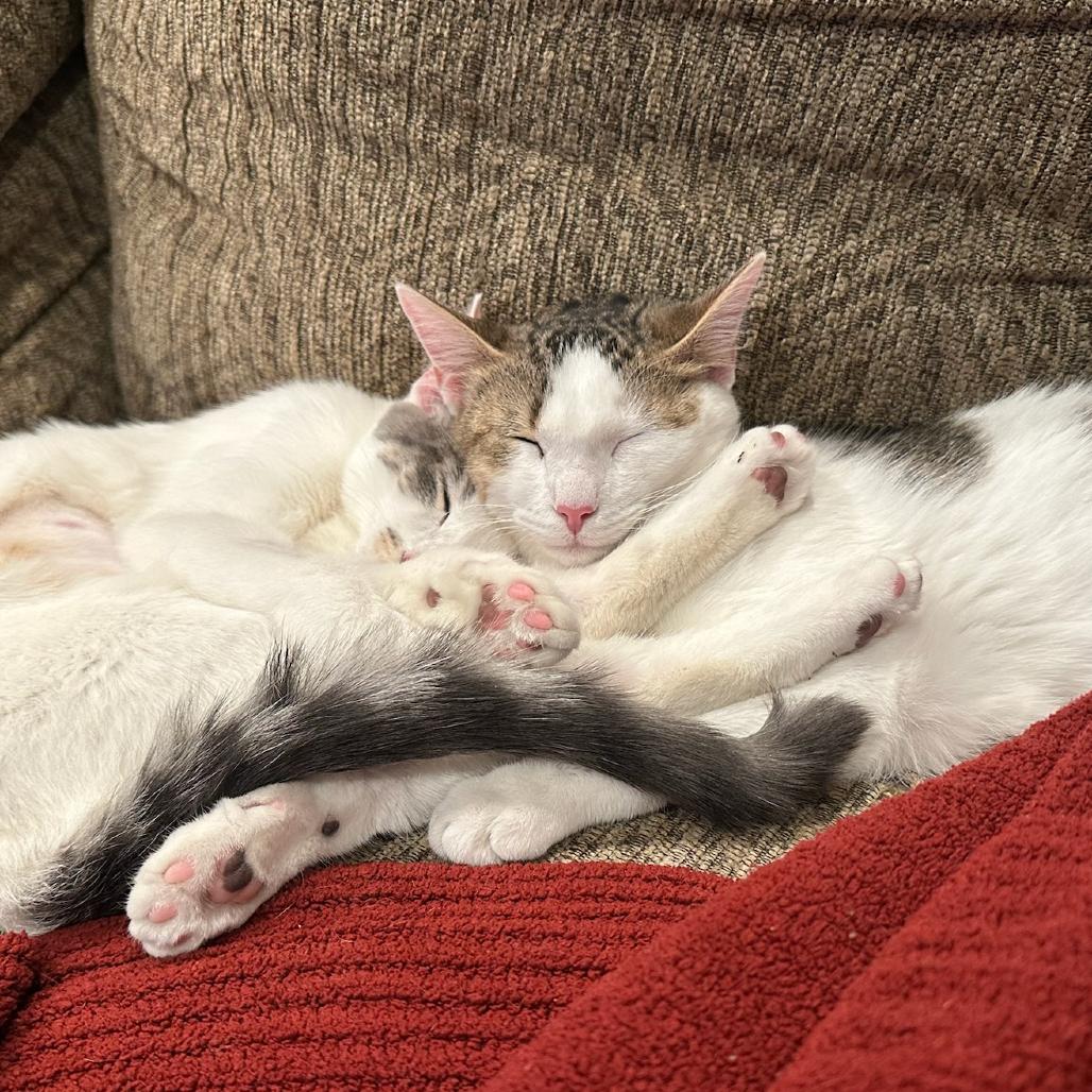 Enlarge Rose, a Adoptable Domestic Short Hair in Glenview, IL image 4/6