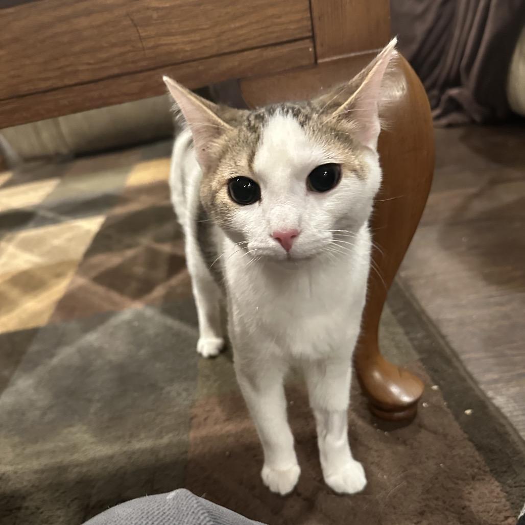 Enlarge Rose, a Adoptable Domestic Short Hair in Glenview, IL image 3/4