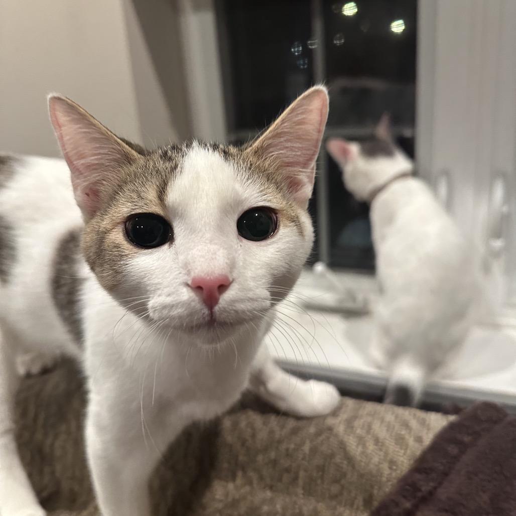 Enlarge Rose, a Adoptable Domestic Short Hair in Glenview, IL image 4/4