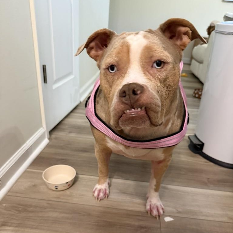 Quartz aka Miss Piggy, ADOPTABLE, Adult Female American Bulldog.