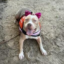 Enlarge Quartz aka Miss Piggy, a ADOPTABLE mixed breed in atlanta, GA image 3/5