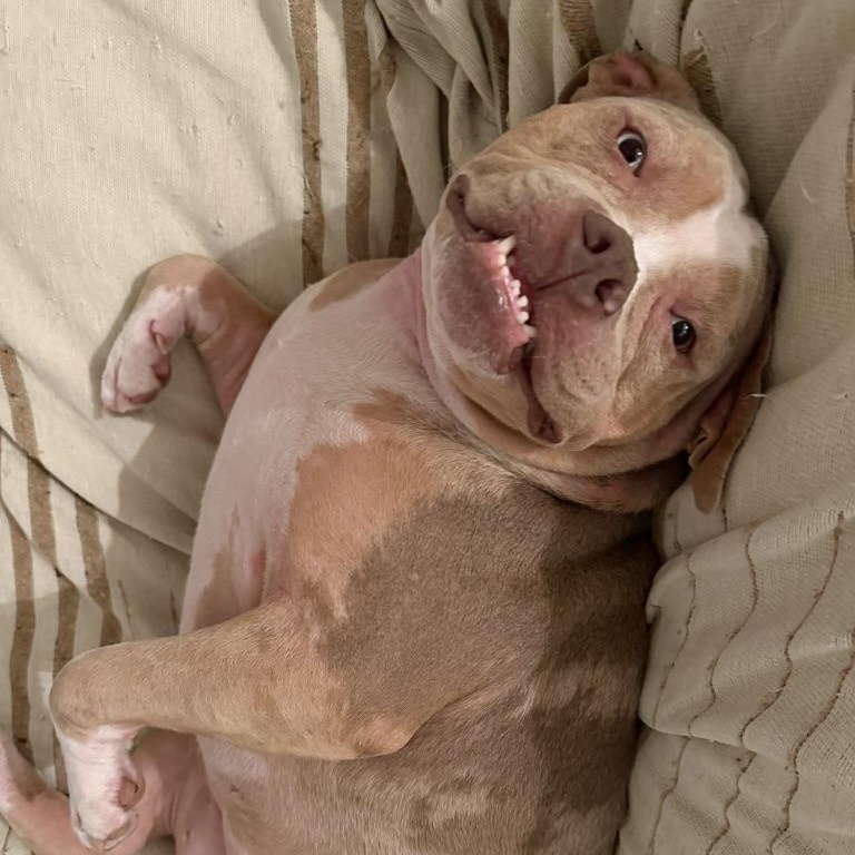 Enlarge Quartz aka Miss Piggy, a ADOPTABLE mixed breed in atlanta, GA image 5/5