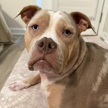 Enlarge Quartz aka Miss Piggy, a ADOPTABLE mixed breed in atlanta, GA image 2/5