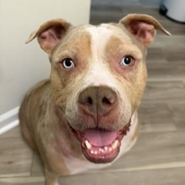 Enlarge Quartz aka Miss Piggy, a ADOPTABLE mixed breed in atlanta, GA image 4/5
