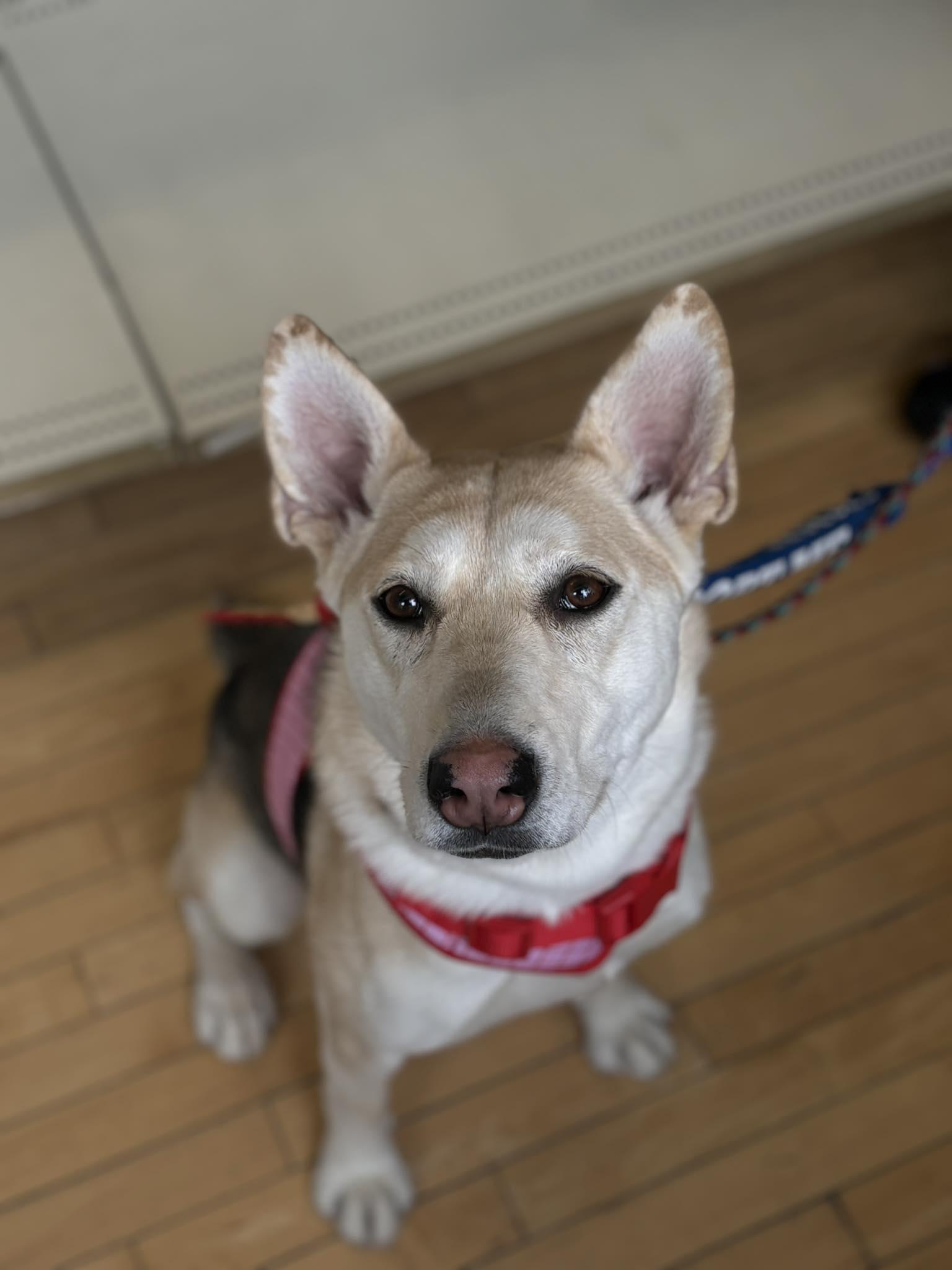 Enlarge Nuqa 25-230, a ADOPTABLE mixed breed in Westmeath, ON image 1/1