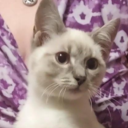 Enlarge Maui, a Adopted mixed breed in Orrville, OH image 1/1