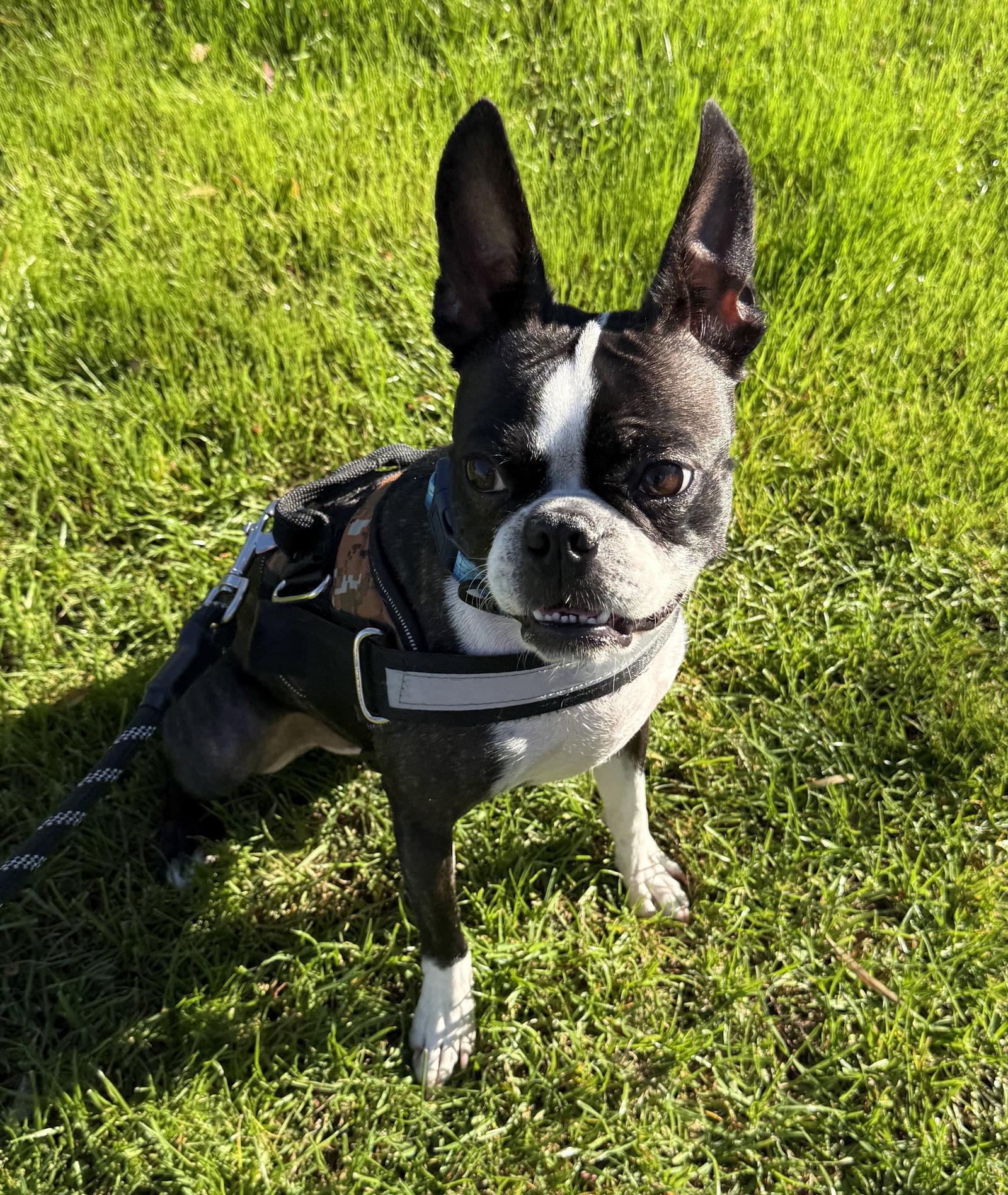 Enlarge Mugsy, a Adoptable Boston Terrier in Scottsdale, AZ image 1/3