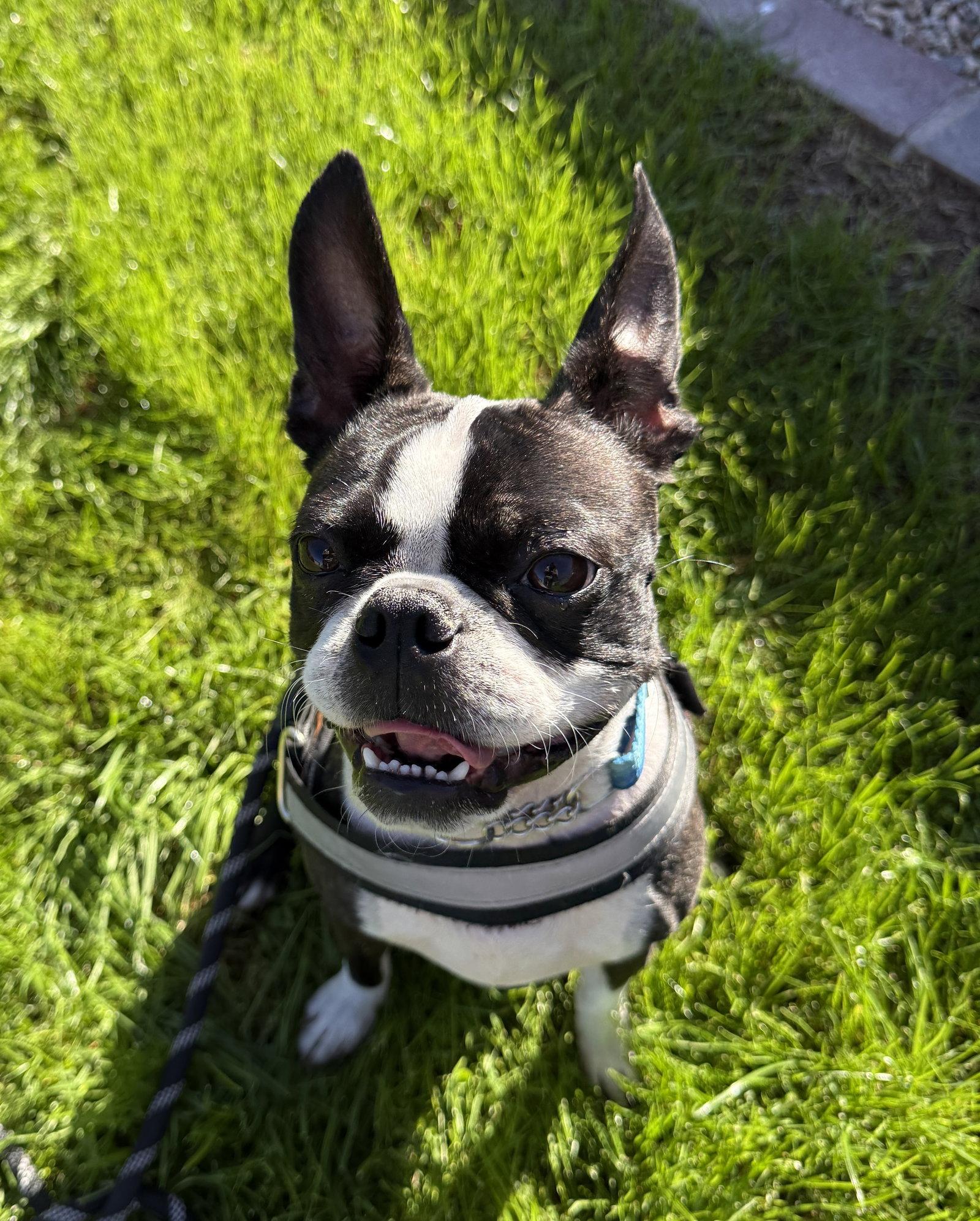 Enlarge Mugsy, a Adoptable Boston Terrier in Scottsdale, AZ image 2/3