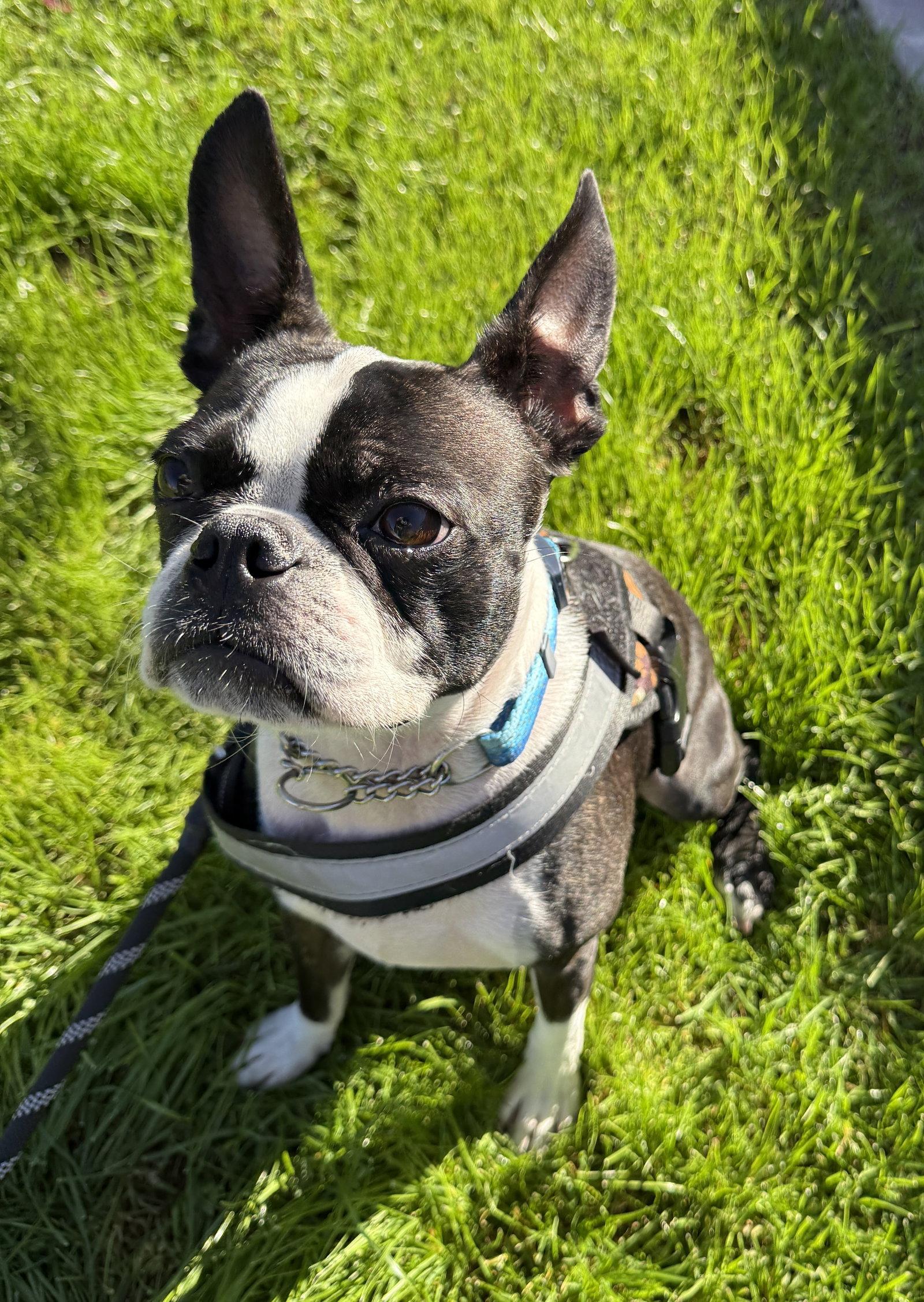 Enlarge Mugsy, a Adoptable Boston Terrier in Scottsdale, AZ image 3/3