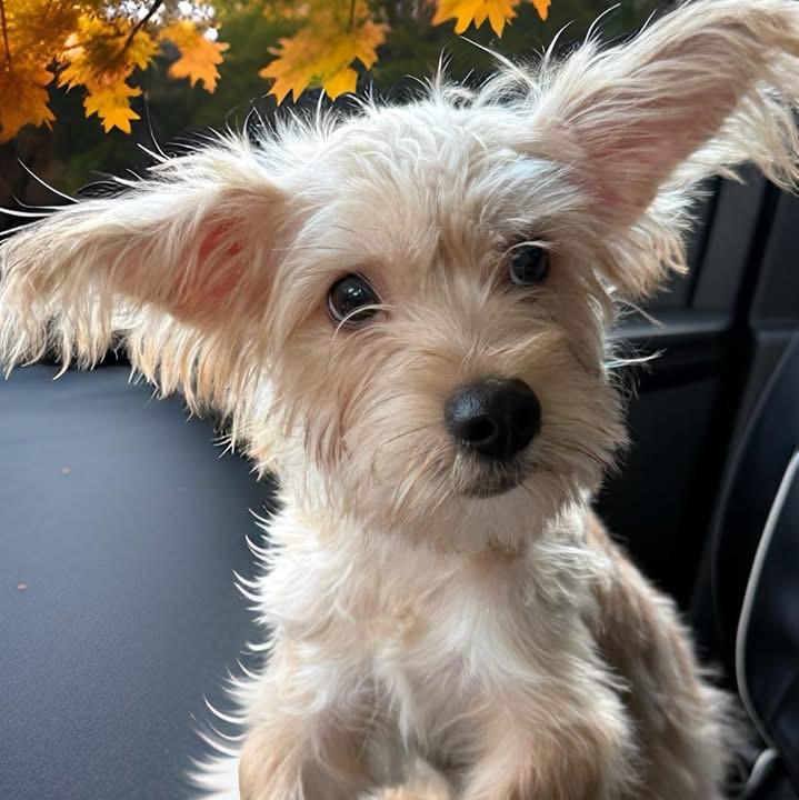 Enlarge Alex, a Adopted mixed breed in Mahopac, NY image 2/4