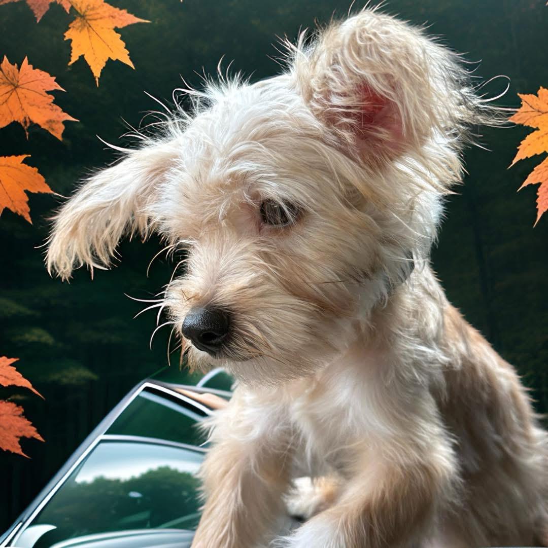 Enlarge Alex, a Adopted mixed breed in Mahopac, NY image 4/4