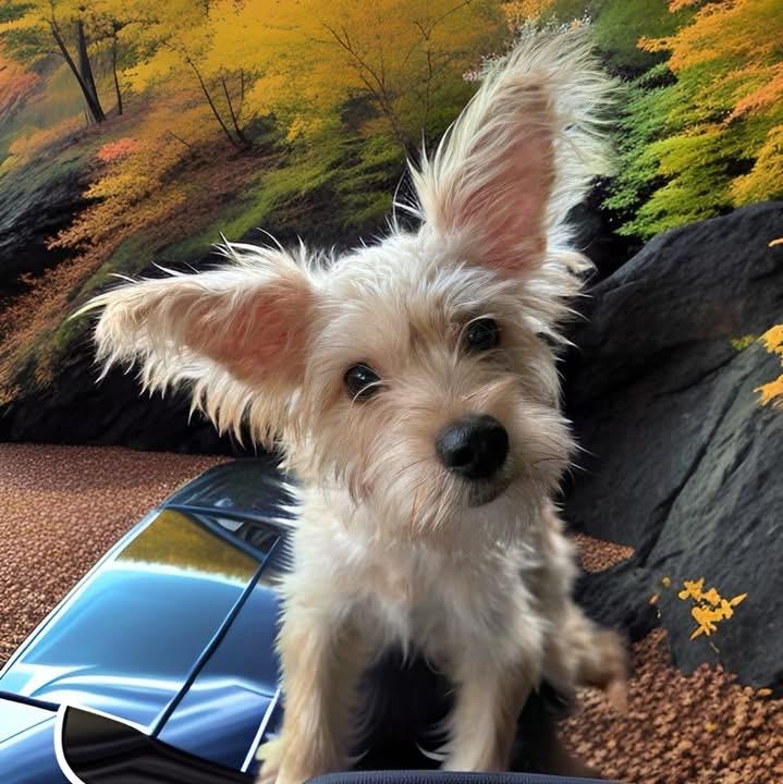 Alex, Adopted, Puppy Male Yorkshire Terrier & Schnauzer.