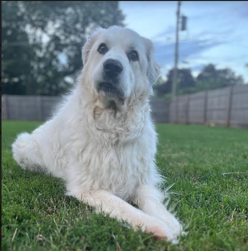 Nellie, a Adoptable Great Pyrenees in Barrington Hills, IL image 1/3
