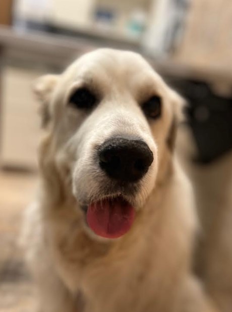 Nellie, a Adoptable Great Pyrenees in Barrington Hills, IL image 3/3