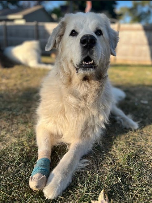Nellie, a Adoptable Great Pyrenees in Barrington Hills, IL image 2/3