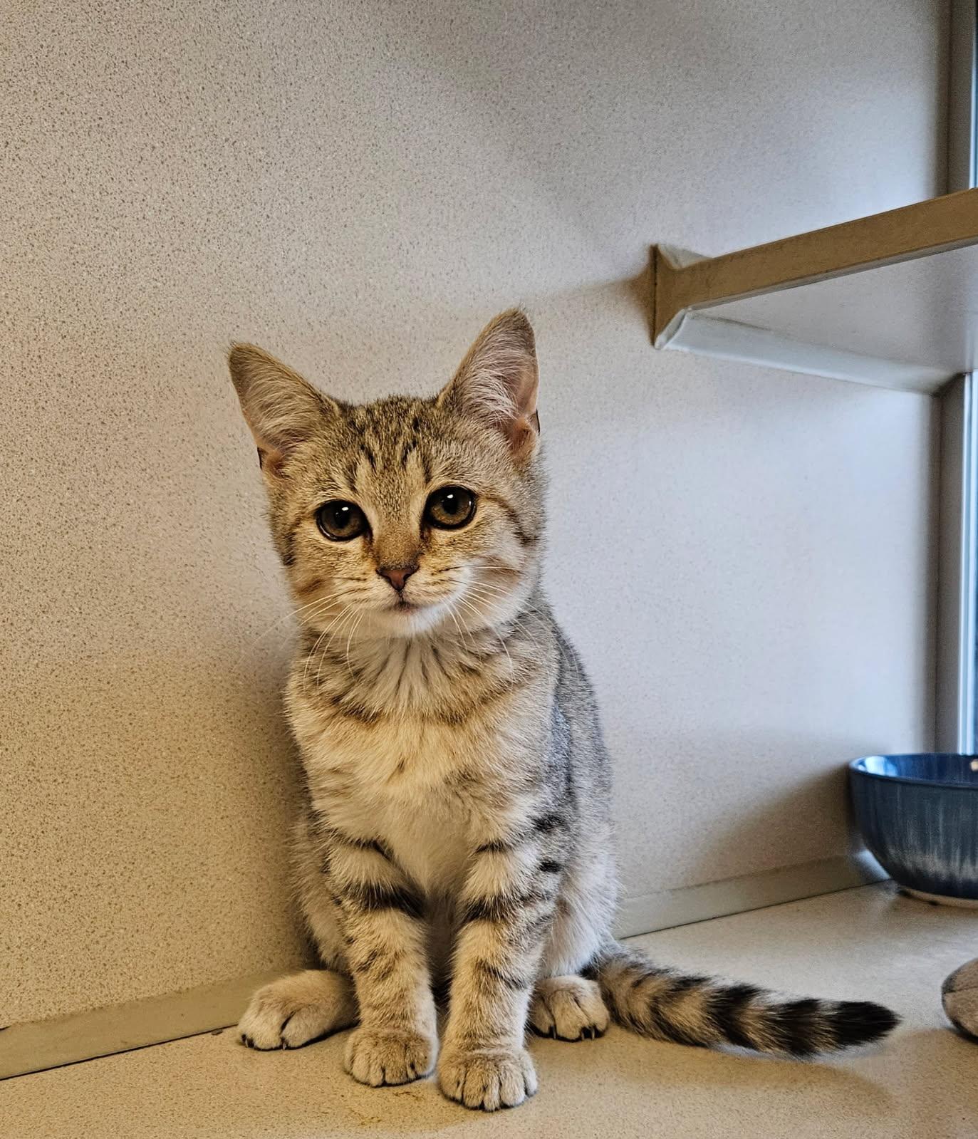 Enlarge Scarlett, an adopted Domestic Short Hair in Mansfield, OH image 1/1