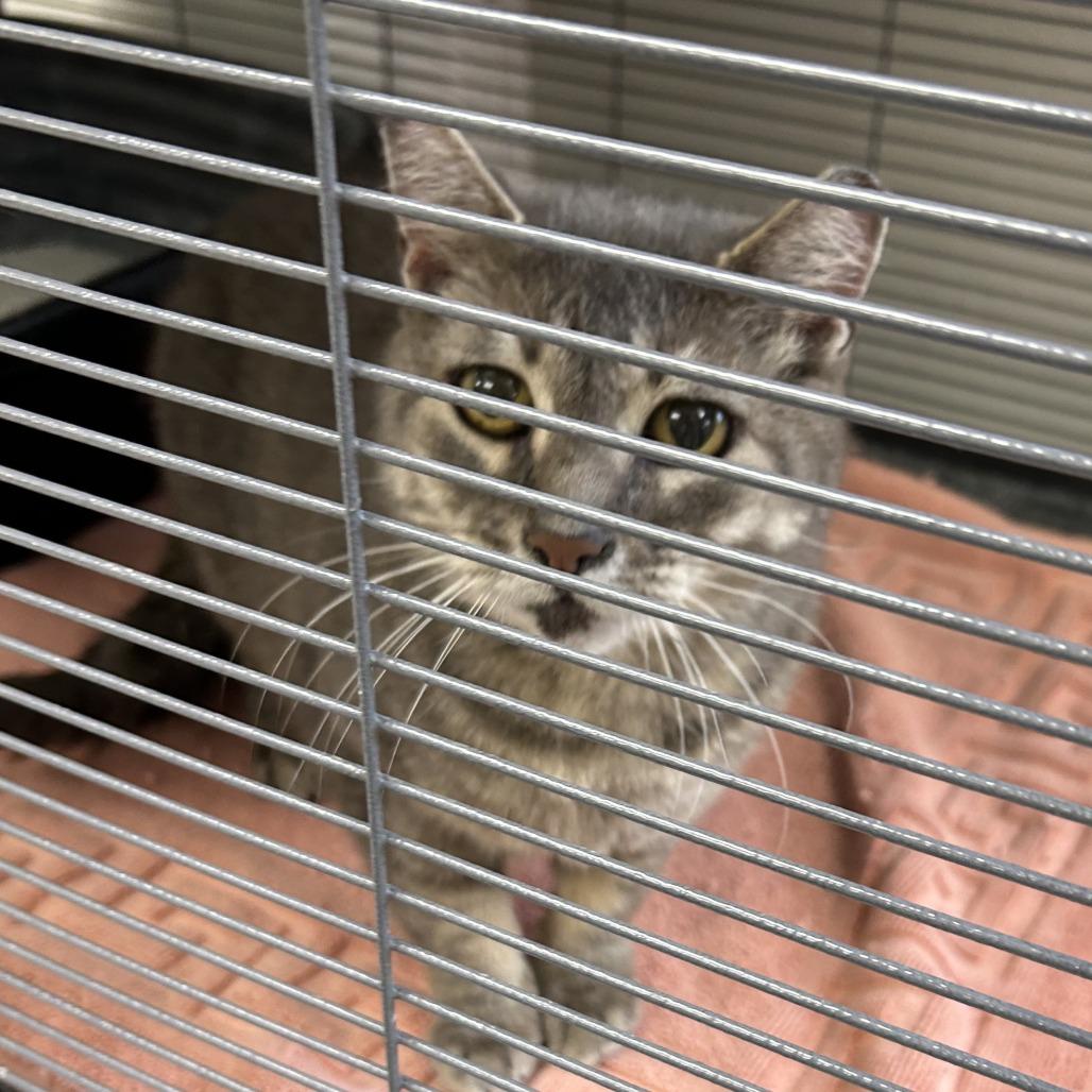 Enlarge Mae Mae, a Adoptable Domestic Short Hair in Hannibal, MO image 1/2