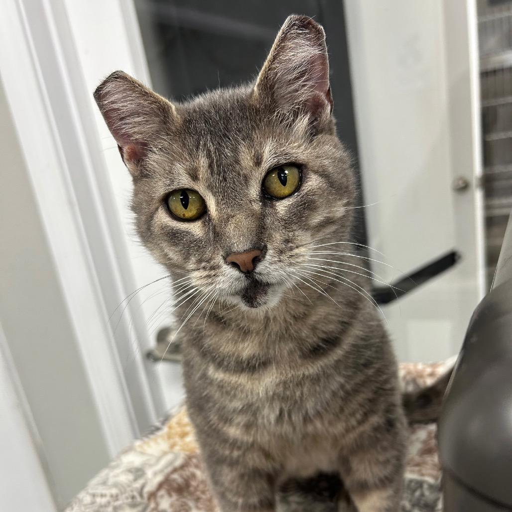 Enlarge Mae Mae, a Adoptable Domestic Short Hair in Hannibal, MO image 2/2